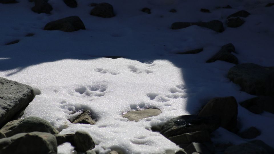 Spuren von Schneeleoparden