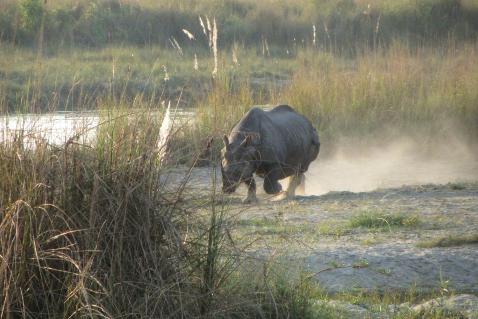 Nashorn im Chitwan-Nationalpark
