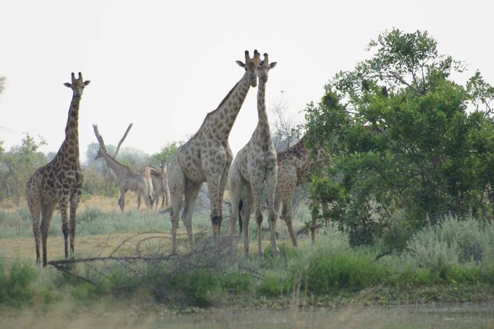 BOTSWC_031010_4ESW_07_Okavango_Delta_Giraffen.JPG