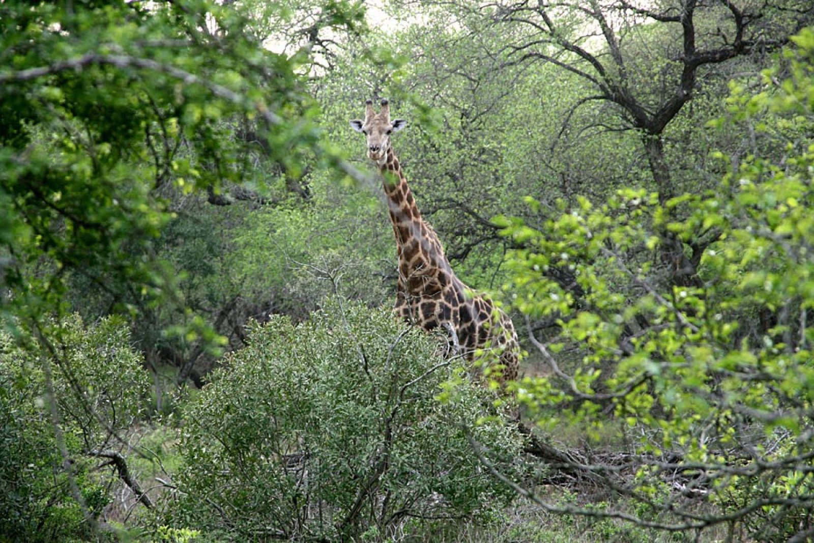 SUESWL_301010_4PST_23-Im-Mkuzi-NP-Giraffe.jpg