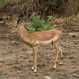 SUESWL_301010_4PST_06-Im-Krueger-Nationalpark-Impala.jpg