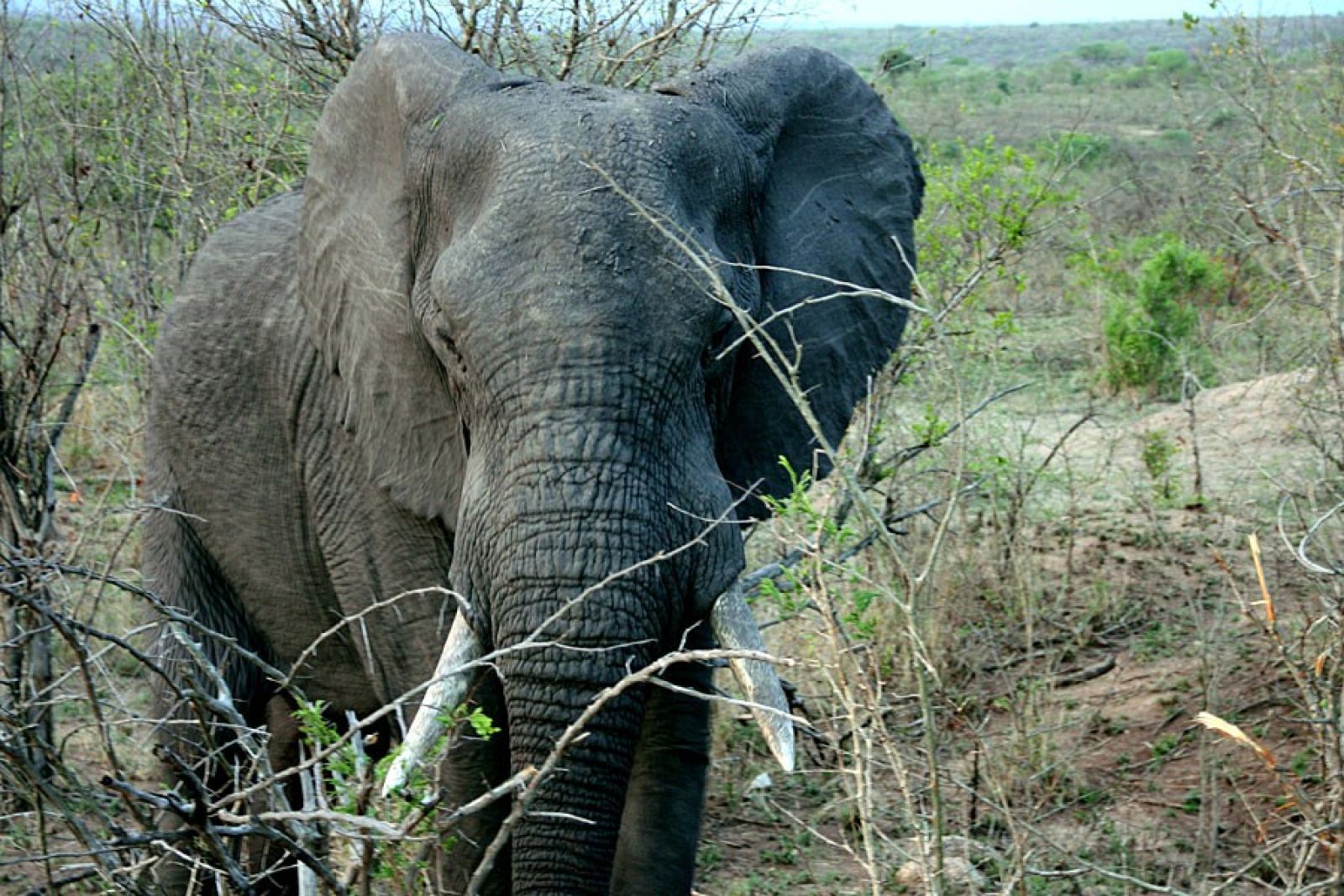 SUESWL_301010_4PST_17-Im-Krueger-Nationalpark-Elefant.jpg