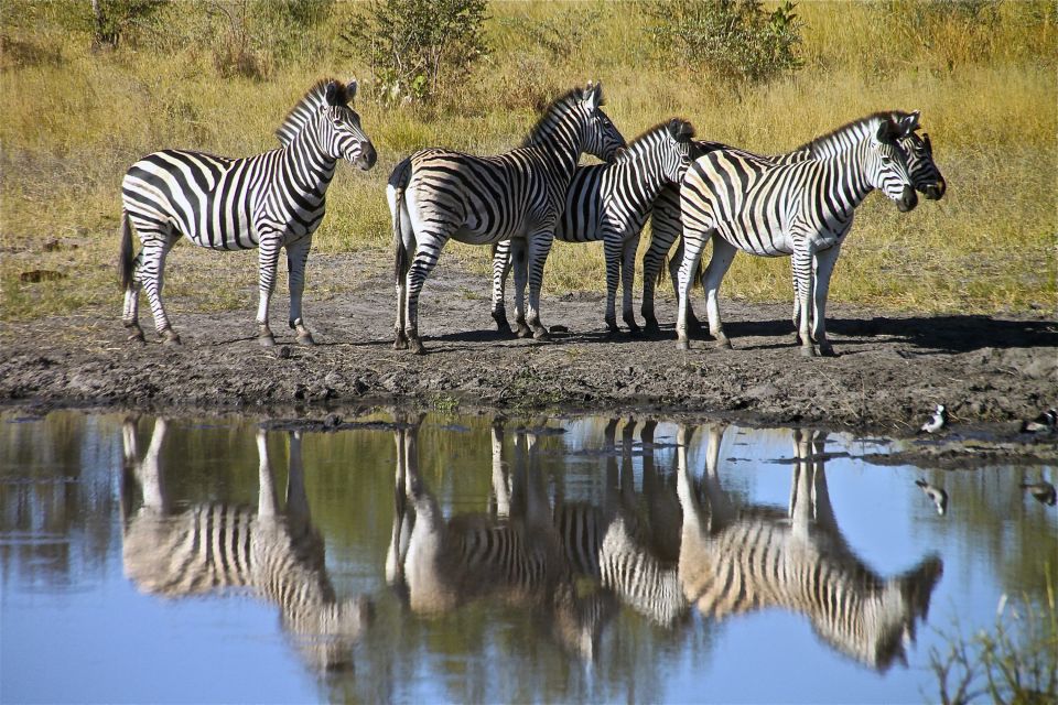 Zebras am Wasser
