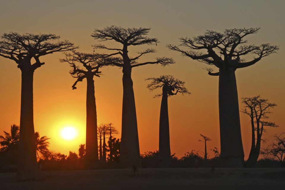 Baobabs im Abendlicht