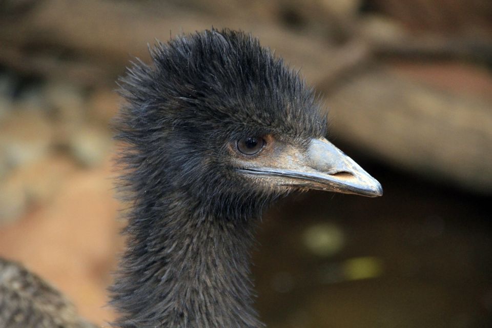 Ein Emu in freier Laufbahn