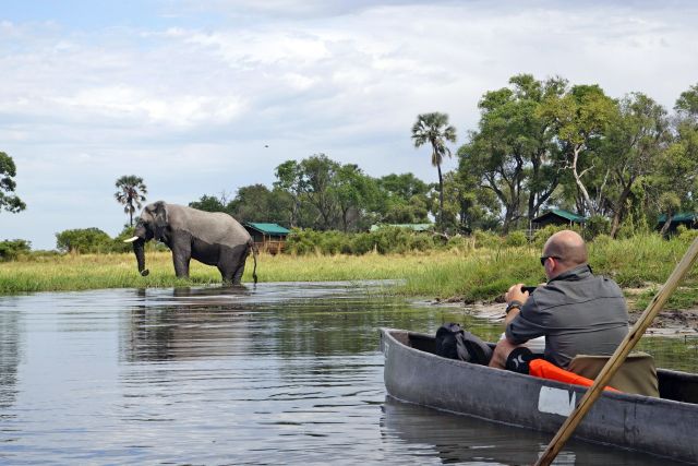 Moremi Crossing, Elefantensichtung mit dem Mokoro