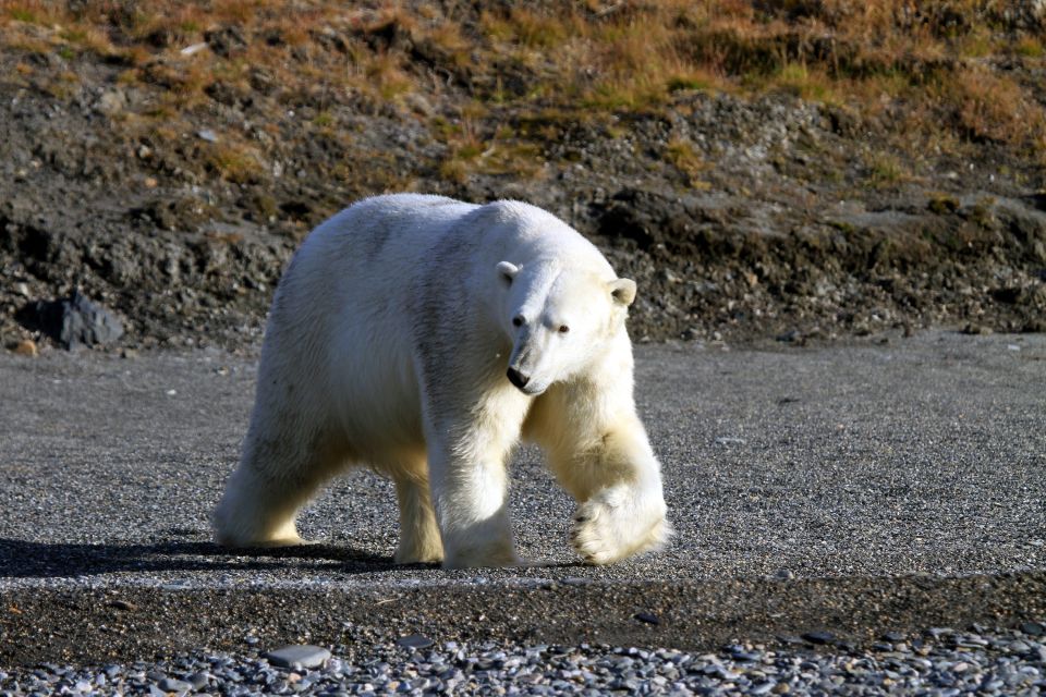 Der Eisbär, König der Arktis