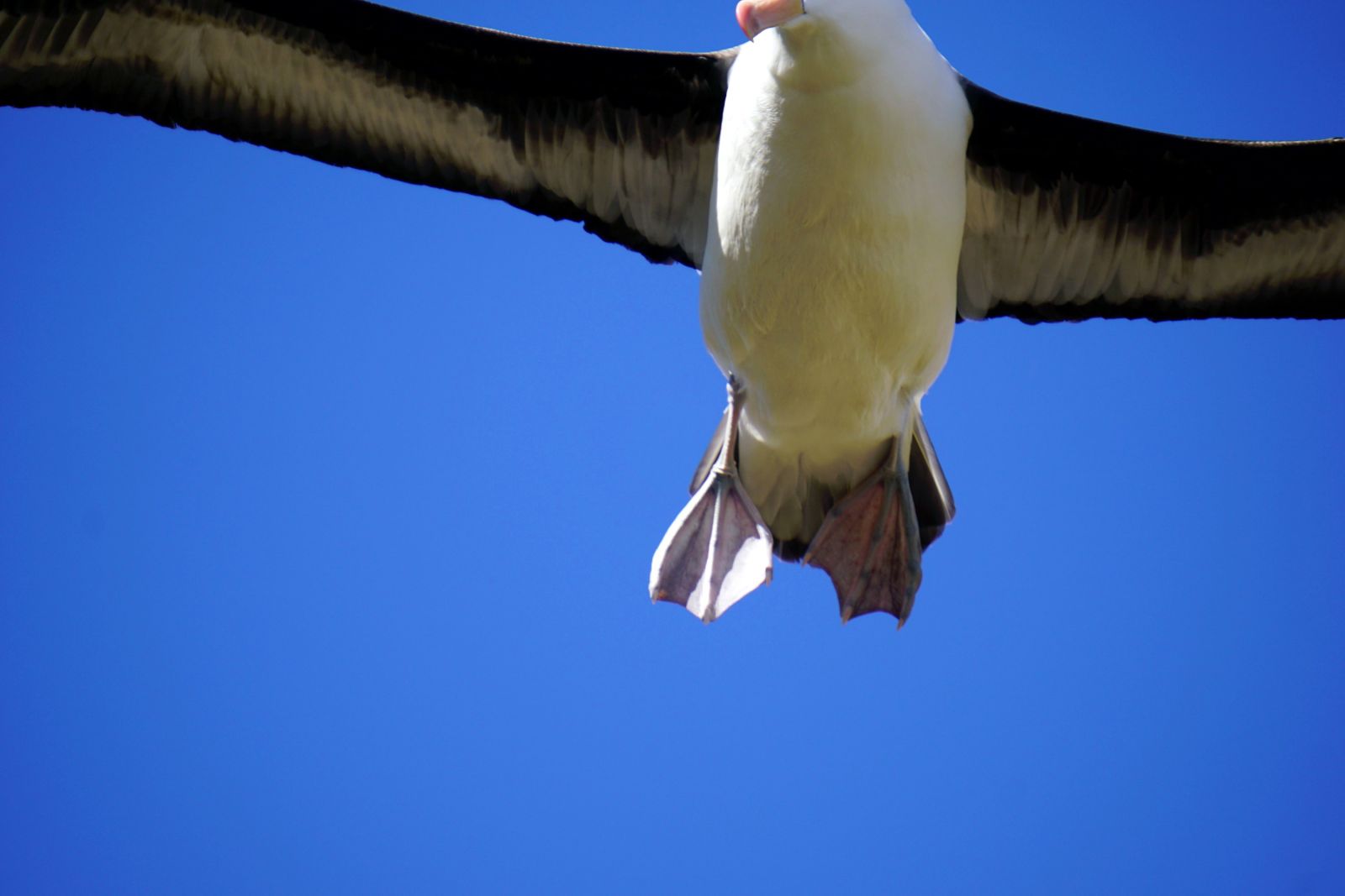 Riesige Albatrosse, so nah, das sie nicht mehr ins Bild passen