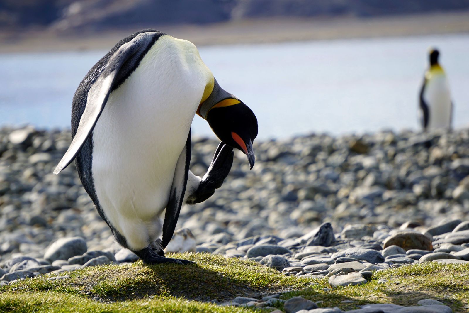 Pinguin-Yoga im Sonnenschein
