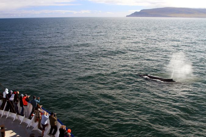Wal vor dem Kreuzfahrtschiff © Diamir