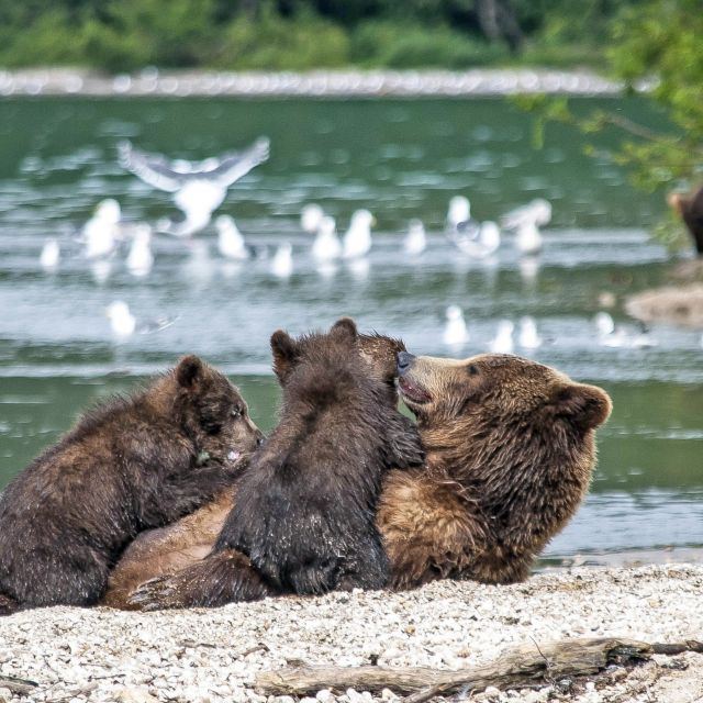 Mutter mit Bärenkindern