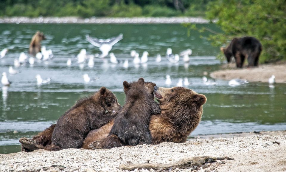 Mutter mit Bärenkindern