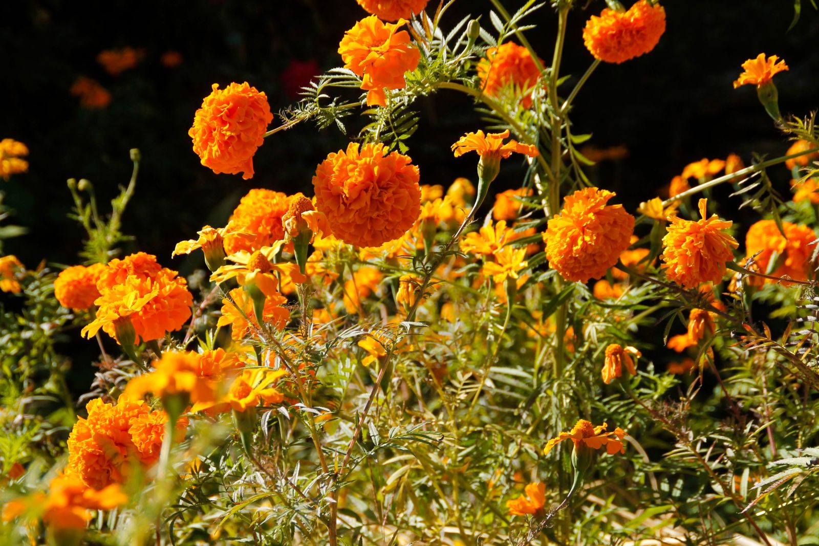 Marigold-Blumen im Himalaya