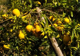 Erntereife Zitrusfrüchte zeugen von einer fruchtbaren Region