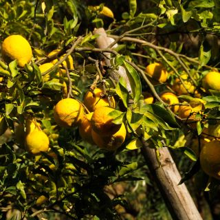 Erntereife Zitrusfrüchte zeugen von einer fruchtbaren Region