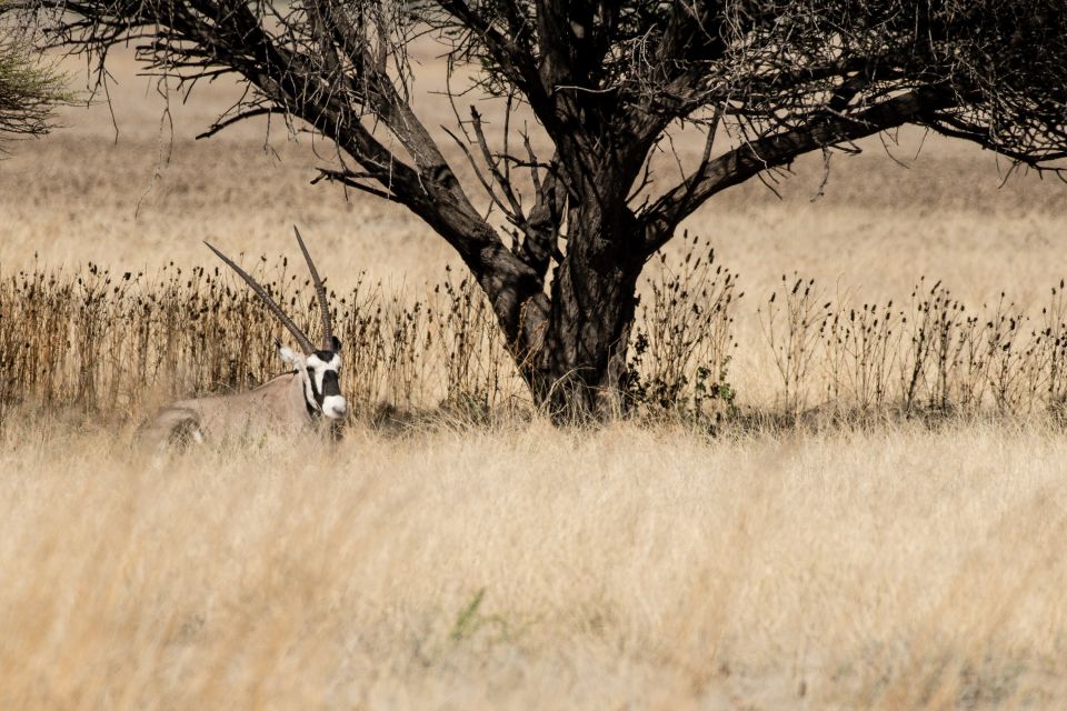 In ihrer Farbgebung eins mit der Landschaft: die Oryxantilope