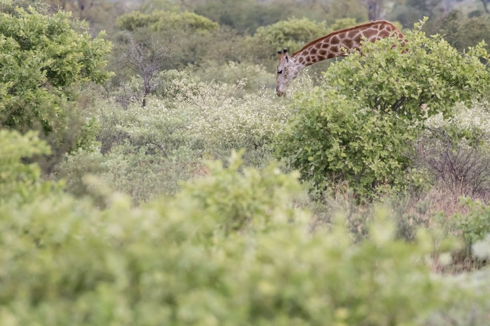 Giraffen-Suchbild – die Vegetation der Kalahari reagiert sofort auf die ersten Regenfälle der Saison