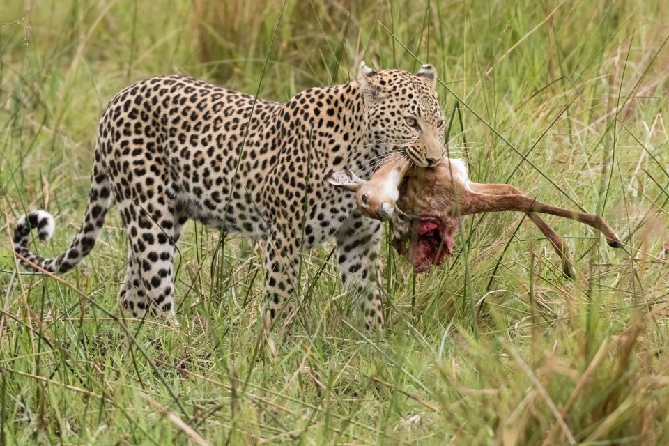 Leopardin mit Beute. Hier ist ihr ein junges Impala zum Opfer gefallen.