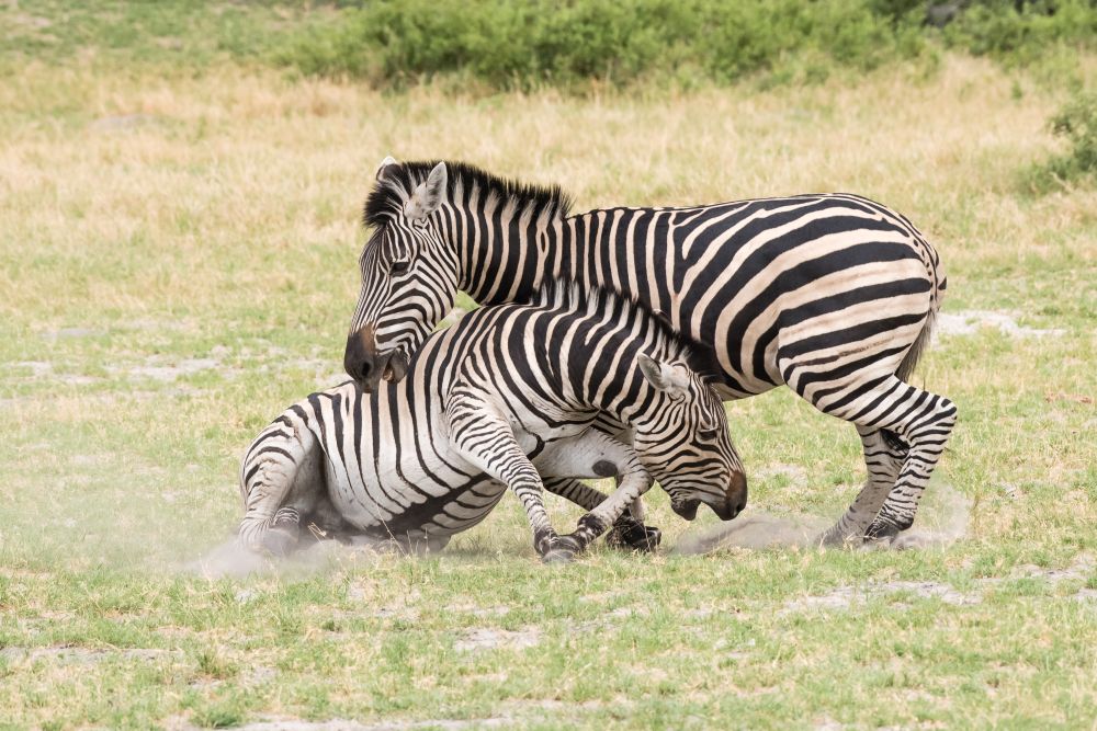 Kampfeslustig: Bei der Rauferei der Zebras versuchen die Tiere, einander in die Fesseln zu beißen