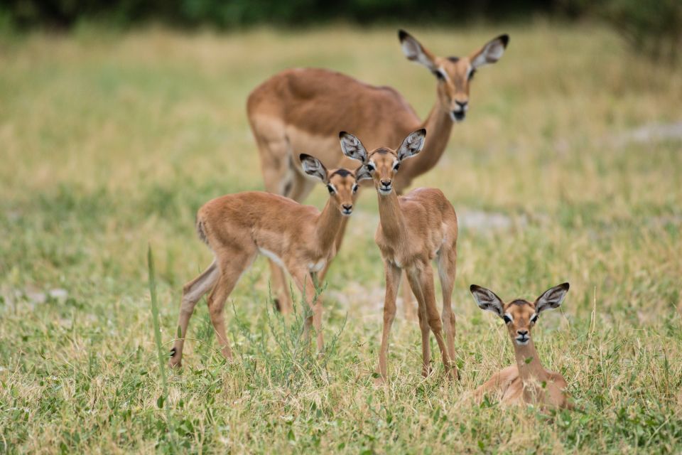 Neugieriger Nachwuchs: Die jungen Impalas sind erst einige Tage bis wenige Wochen alt.