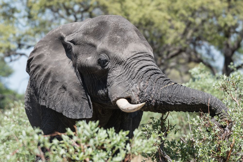 Essenszeit: Elefant labt sich am frischen Grün 