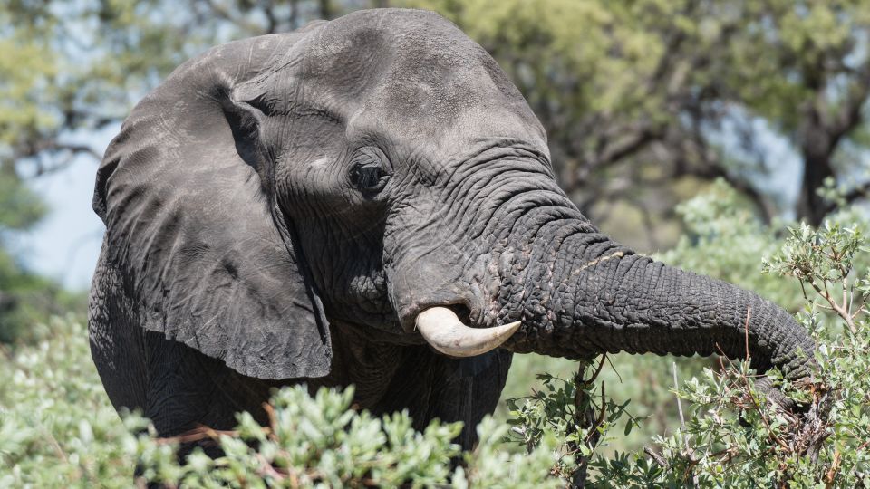 Essenszeit: Elefant labt sich am frischen Grün