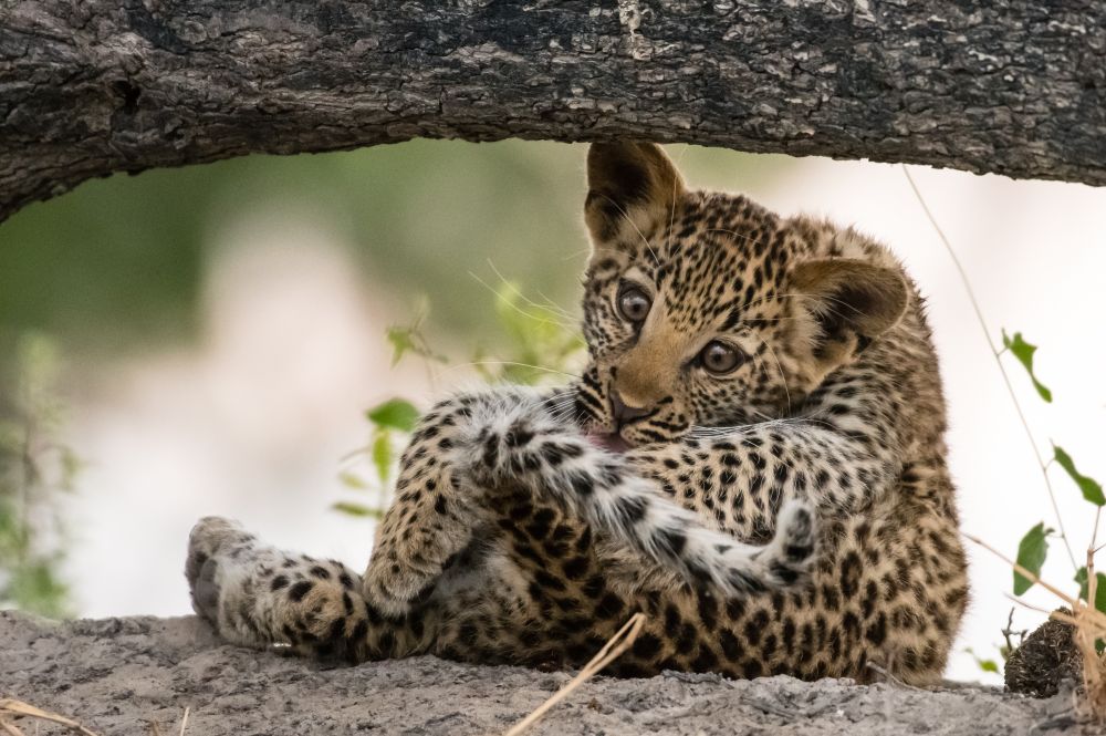 Zum Dahinschmelzen: drei Monate alter Leopard bei der Fellpflege
