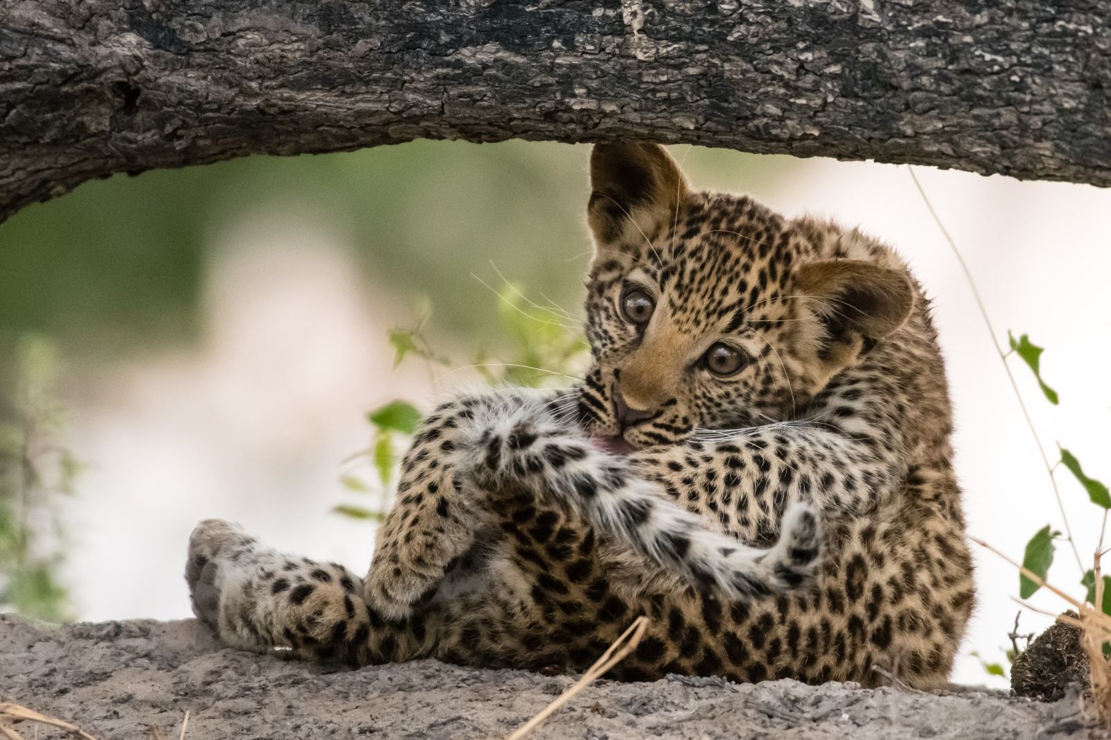 Zum Dahinschmelzen: drei Monate alter Leopard bei der Fellpflege