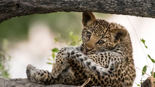 Drei Monate alter Leopard bei der Fellpflege
