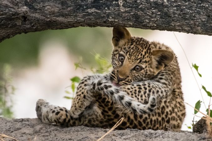 Zum Dahinschmelzen: drei Monate alter Leopard bei der Fellpflege © Diamir