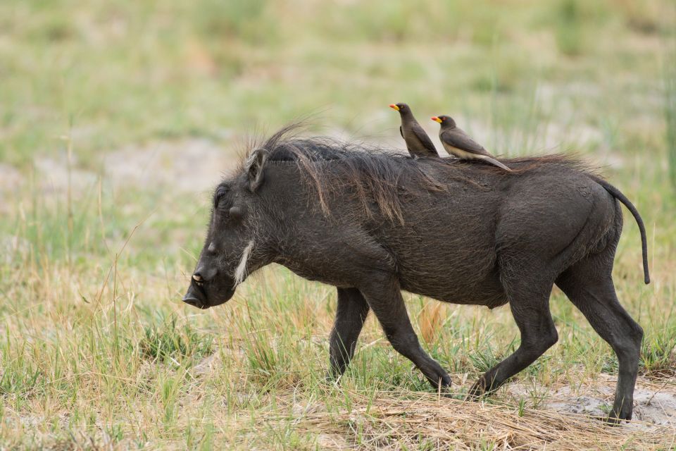 Taxi! Zwei Rotschnabel-Madenhacker reisen per Warzenschwein