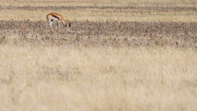 Kalaharifarben – ein Springbock grast in der Savanne