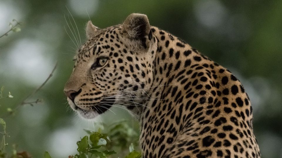 wachsamer Leopard