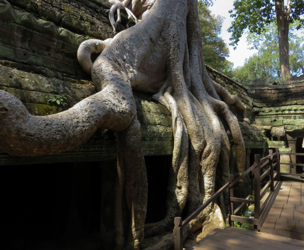 Die großen Würgefeigen im Tempel Tha Prohm