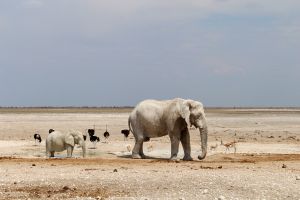 Elefant mit Jungtier im Etosha NP