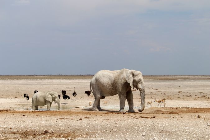 Elefant mit Jungtier im Etosha NP © Diamir