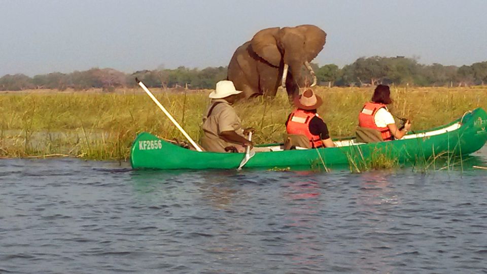 Elefantensichtung vom Kanu aus