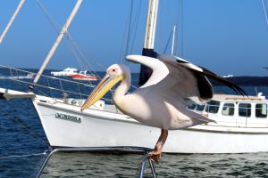Pelikan in Walvis Bay