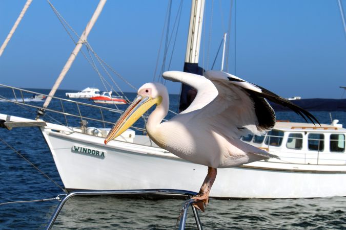 Pelikan in Walvis Bay © Diamir