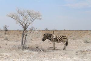 Zebra im Etosha NP