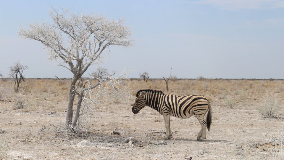 Zebra im Etosha NP