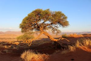 Skurrile Formen in der Namib