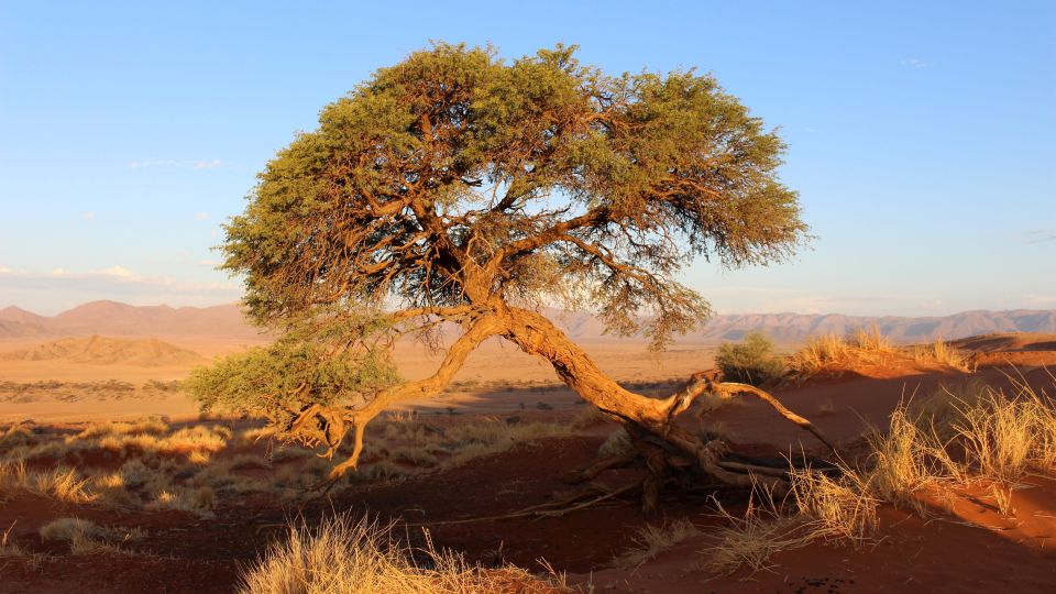 Skurille Formen in der Namib