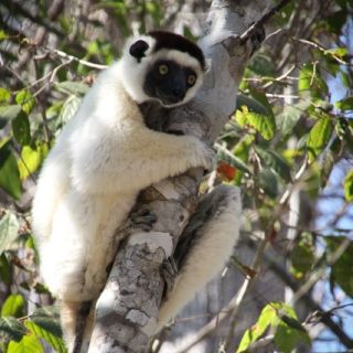 Die einzigartige Welt Madagaskars