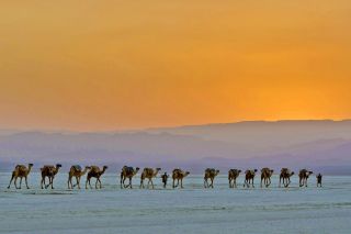 Kamelkarawane in der Danakil-Wüste