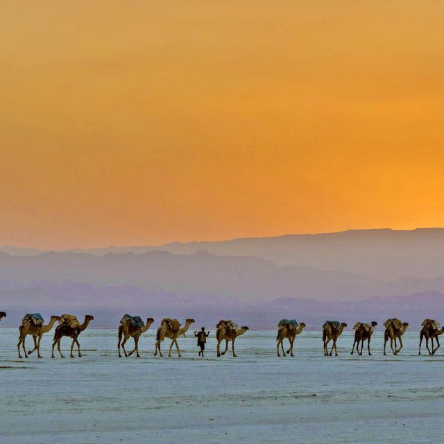 Kamelkarawane in der Danakil-Wüste