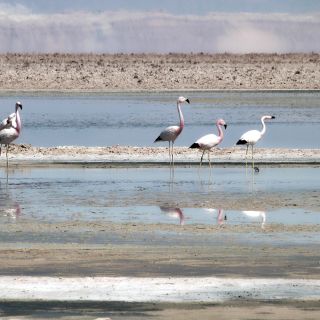 Flamingos im Atacama-Salzsee