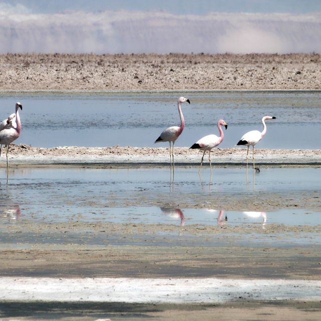 Flamingos im Atacama-Salzsee
