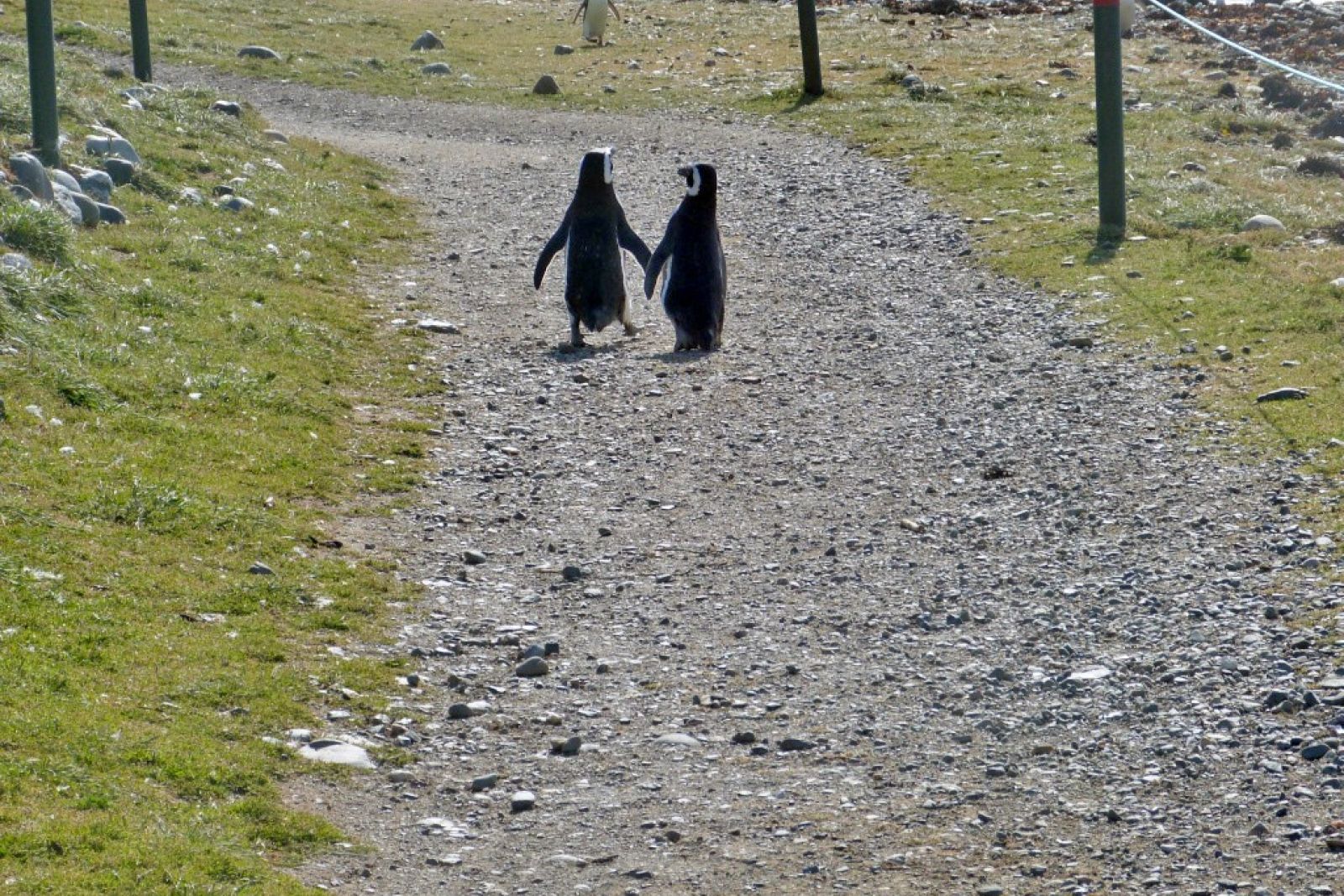 Pinguine haben hier immer Vorfahrt
