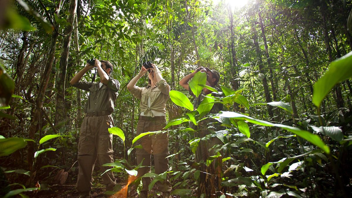 Tierbeobachtung im Amazonasregenwald